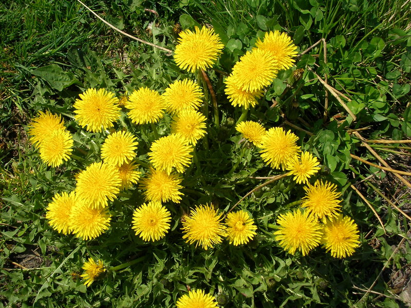 Dandelions in Grass — Yellow, Natural, Spring