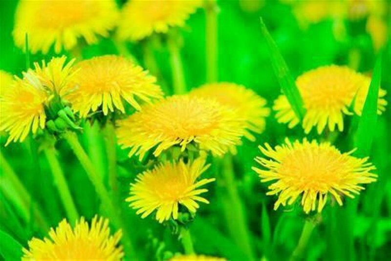Dandelions in Grass — Yellow, Natural