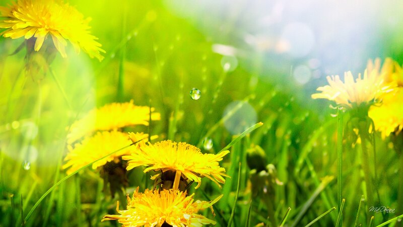 Dandelions in Grass — Yellow, Serene, Morning