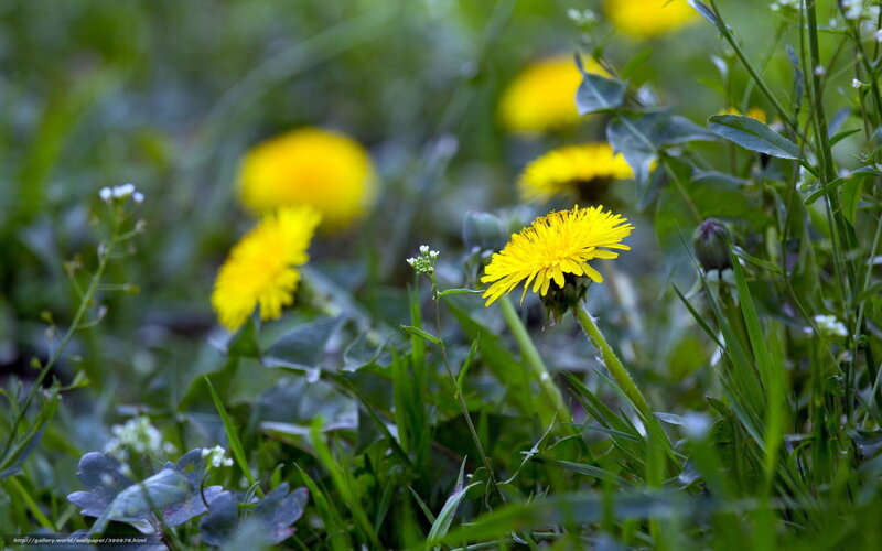 Dandelions in Grass — Yellow, Serene, Spring, Photograph, Flowers