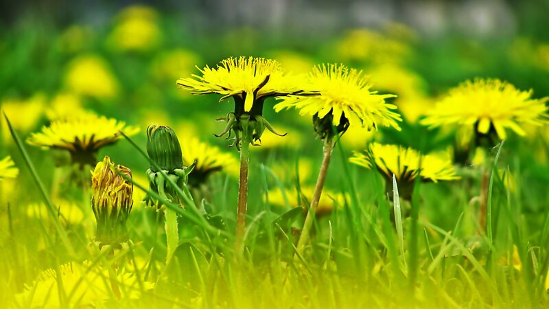 Dandelions in Grass — Yellow, Serene, Spring, Photograph
