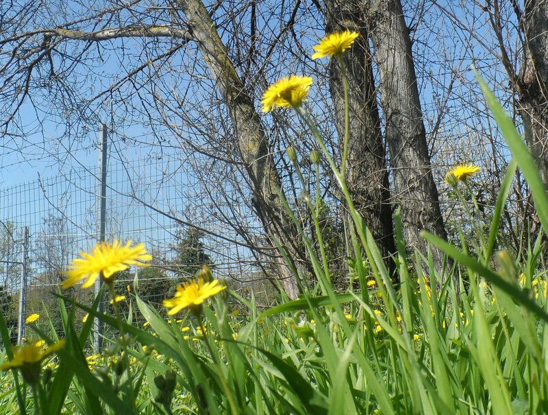 Dandelions in Grass — Yellow, Serene, Spring