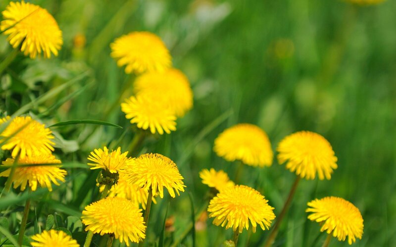 Dandelions in Grass — Yellow, Serene