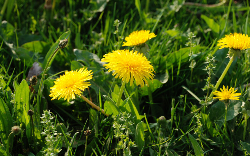 Dandelions in Grass — Yellow