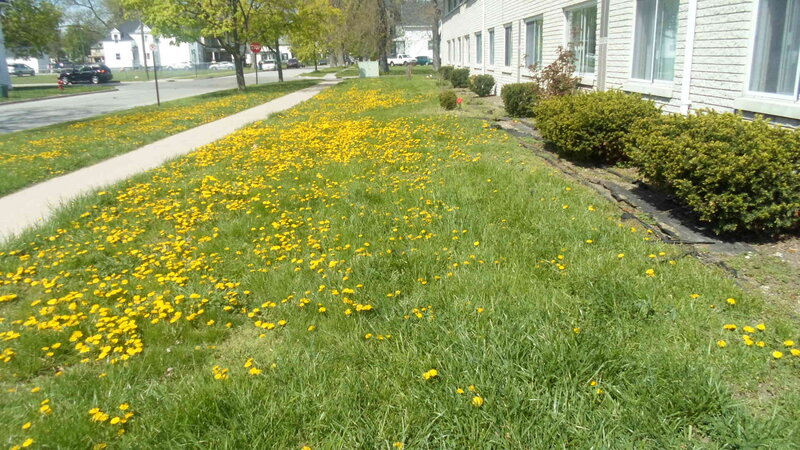 Dandelions in Lawn