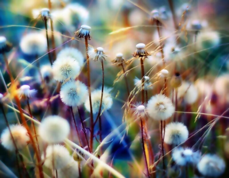 Dandelions in soft focus