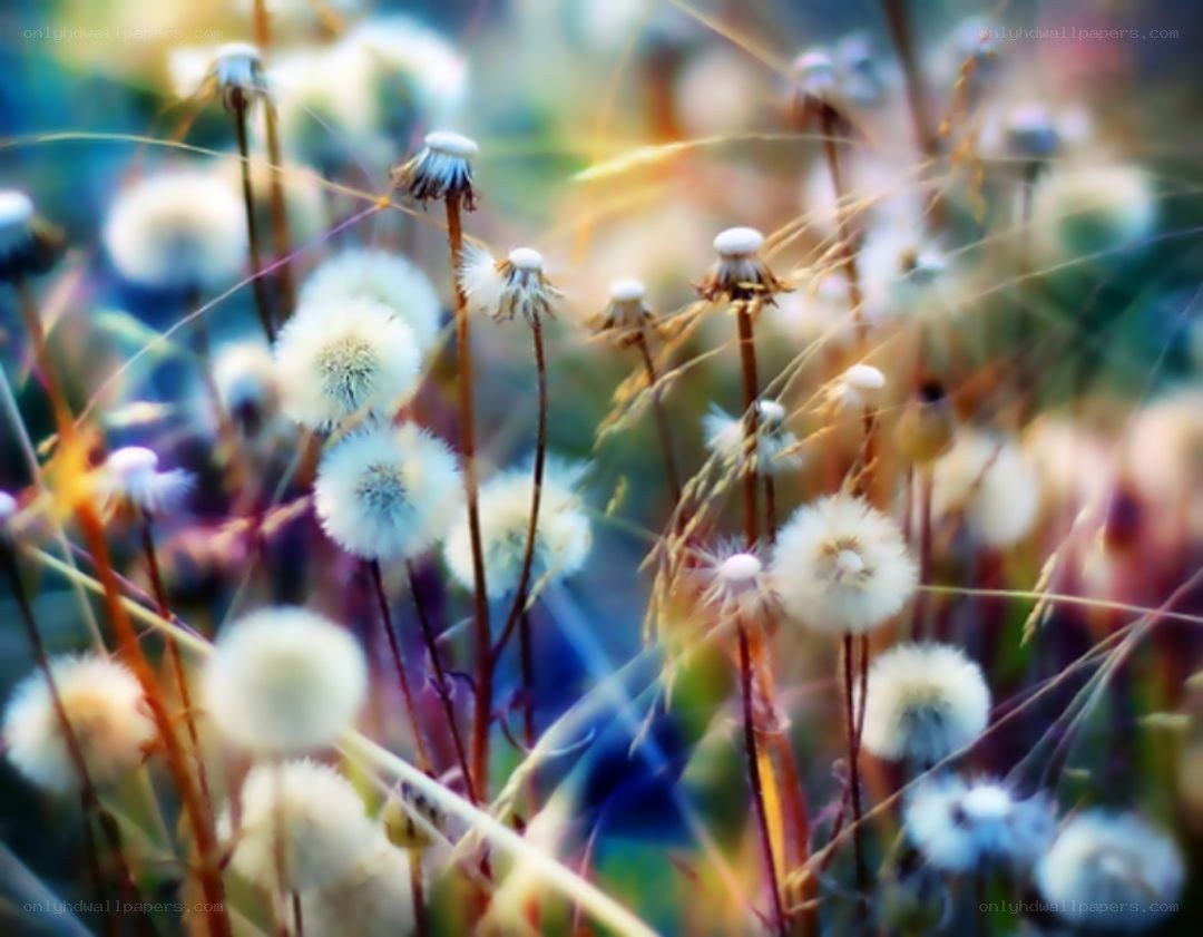 Dandelions in soft focus