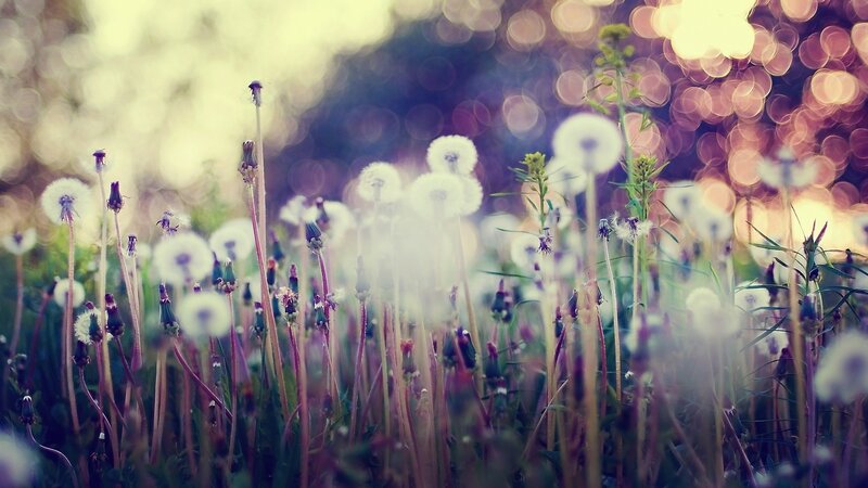 Dandelions in soft focus
