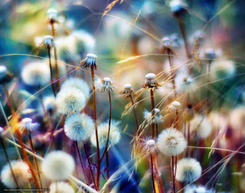 Dandelions in soft light