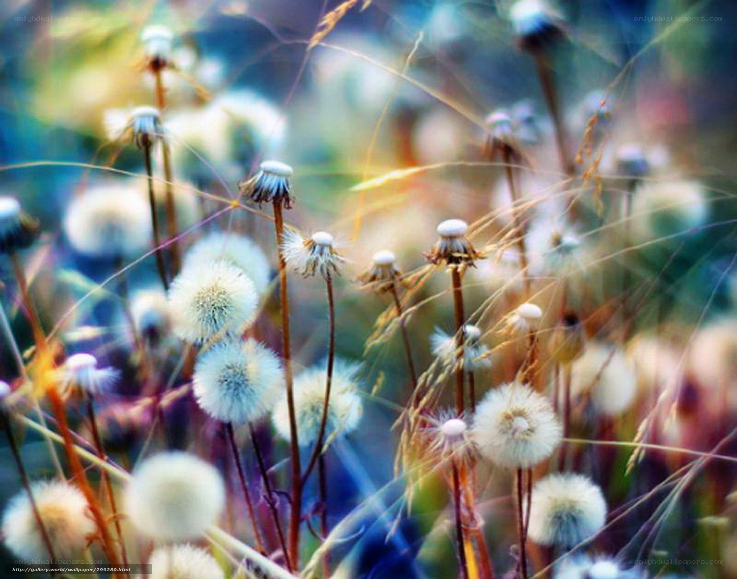 Dandelions in soft light