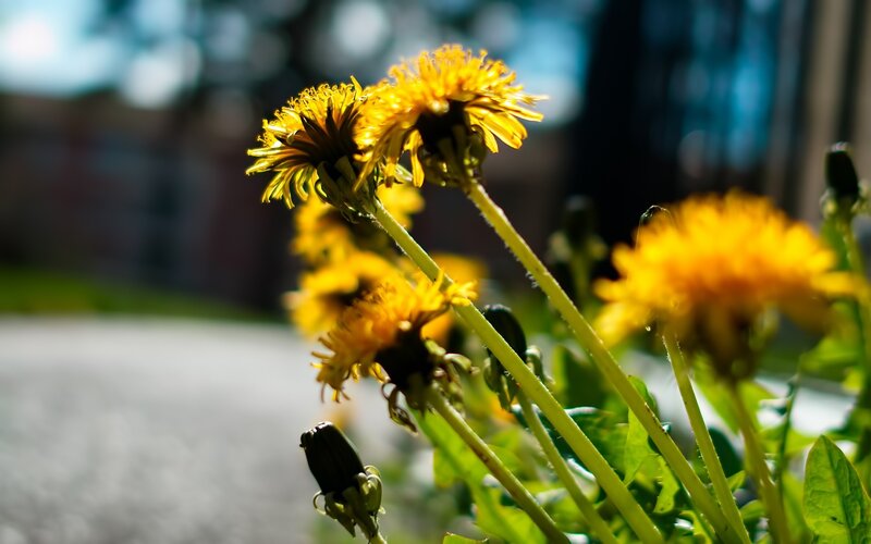 Dandelions in sunlight