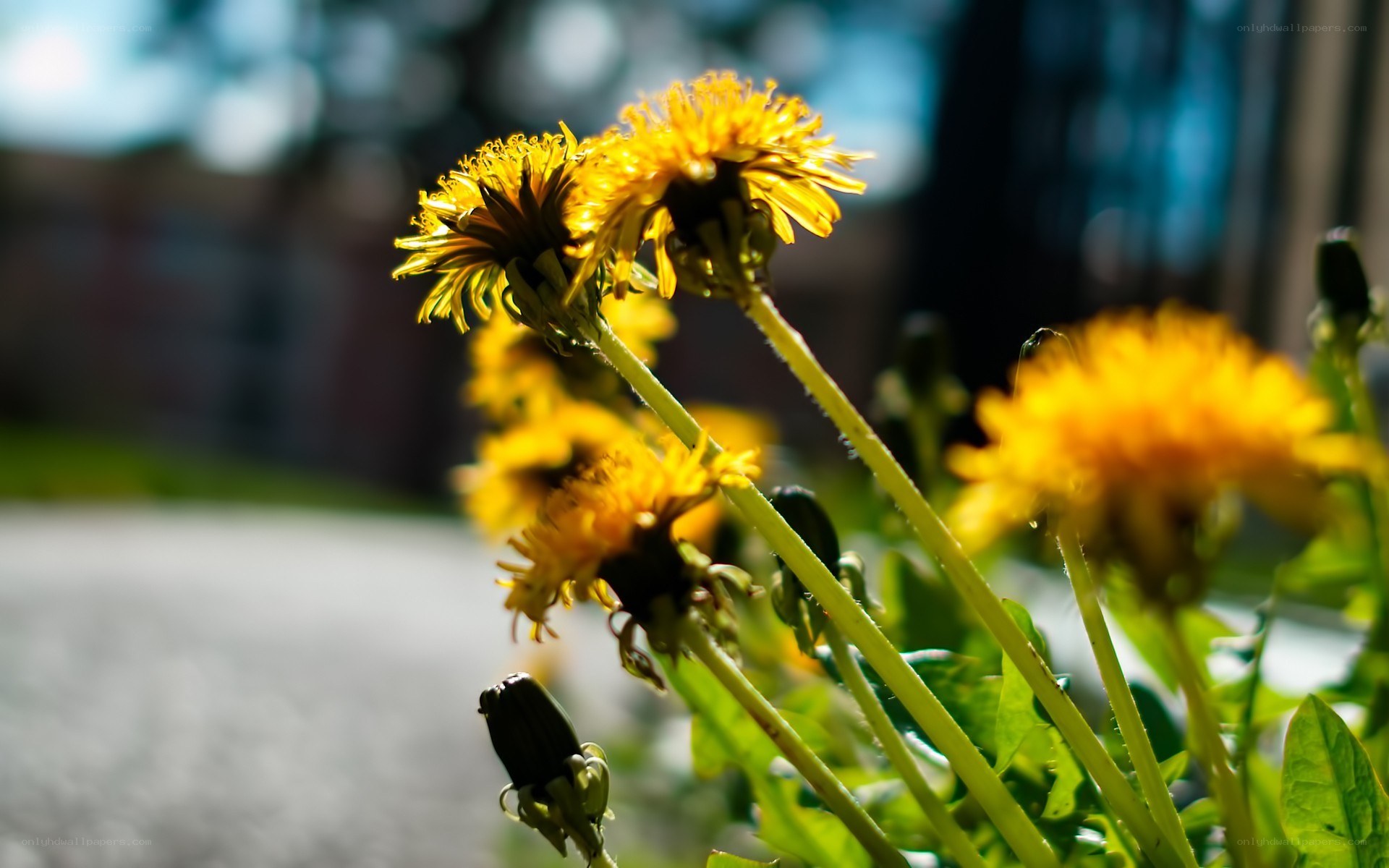 Dandelions in sunlight