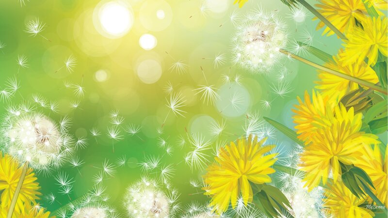 Dandelions in Sunlight — Yellow