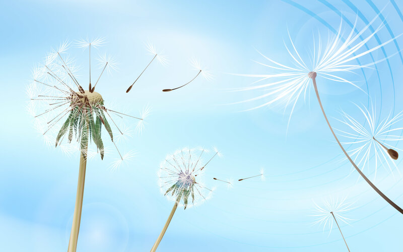 Dandelions in the breeze