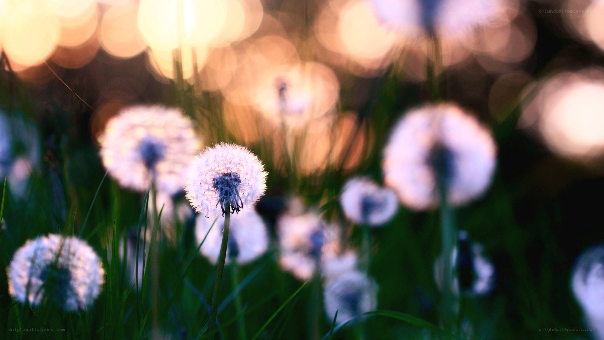 Dandelions in the evening light