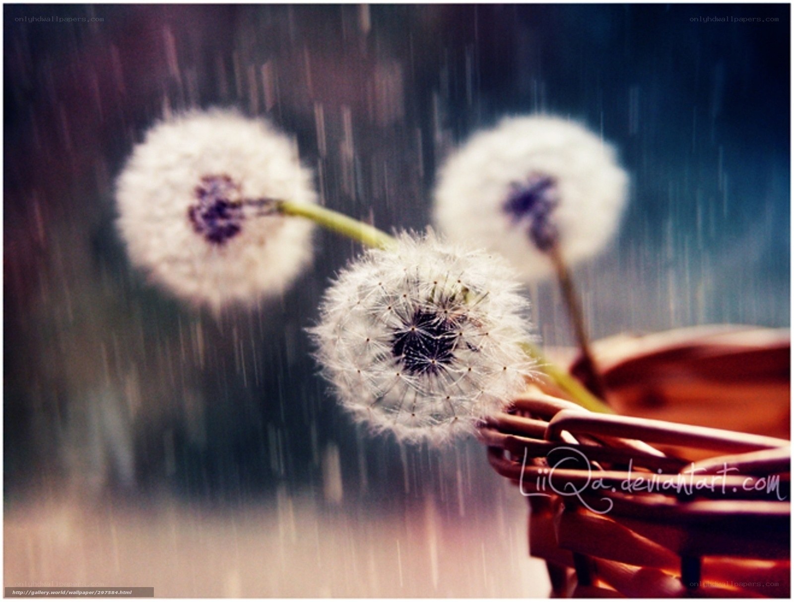 Dandelions in the rain