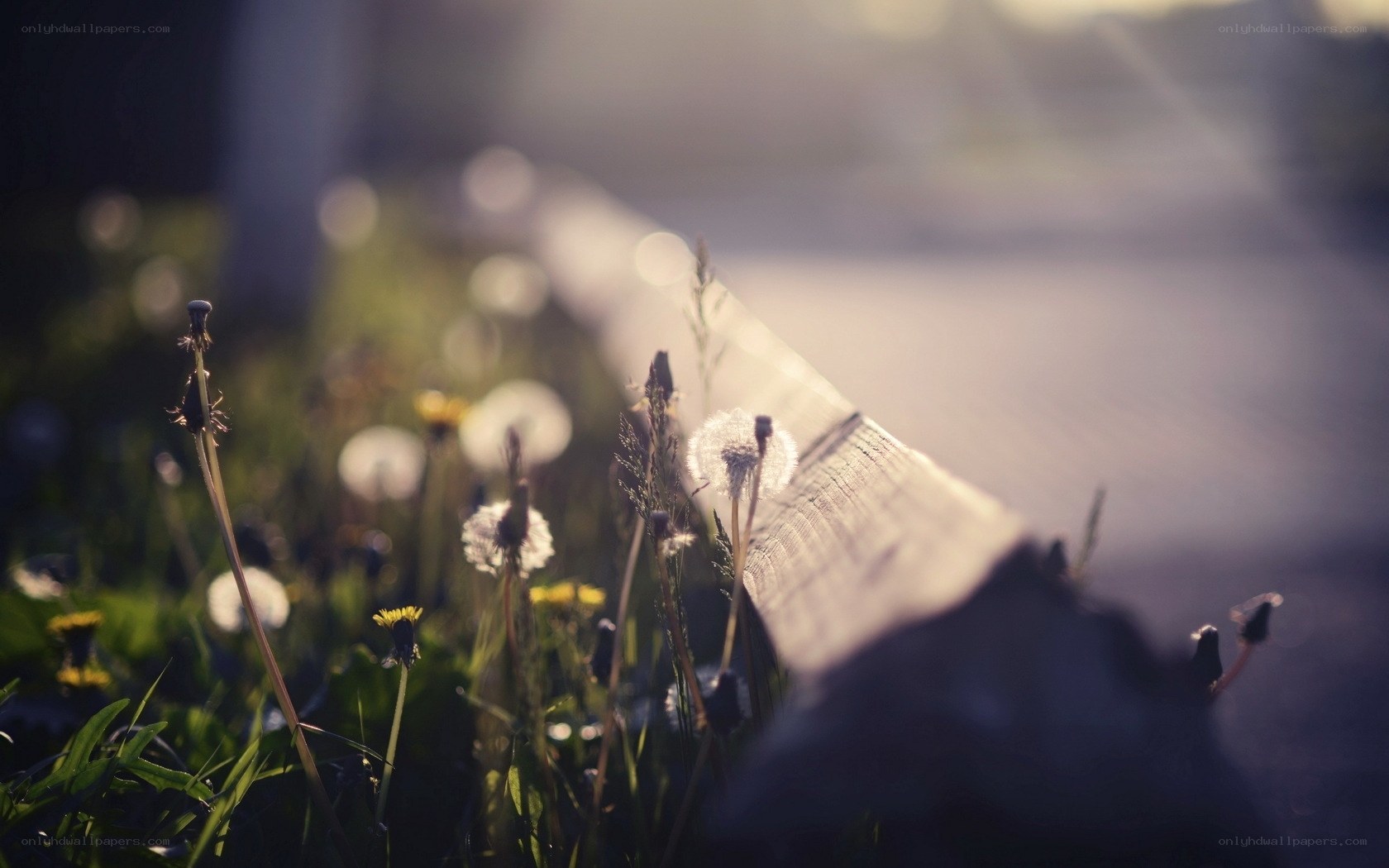 Dandelions in the sunlight