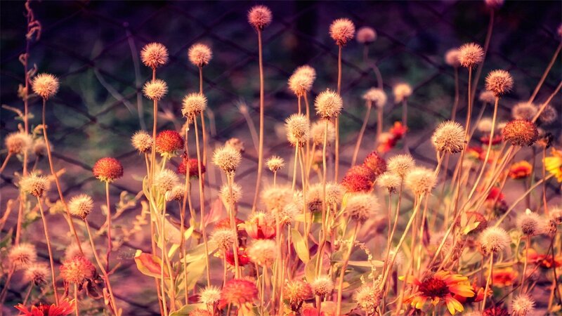 dandelions in the sunset