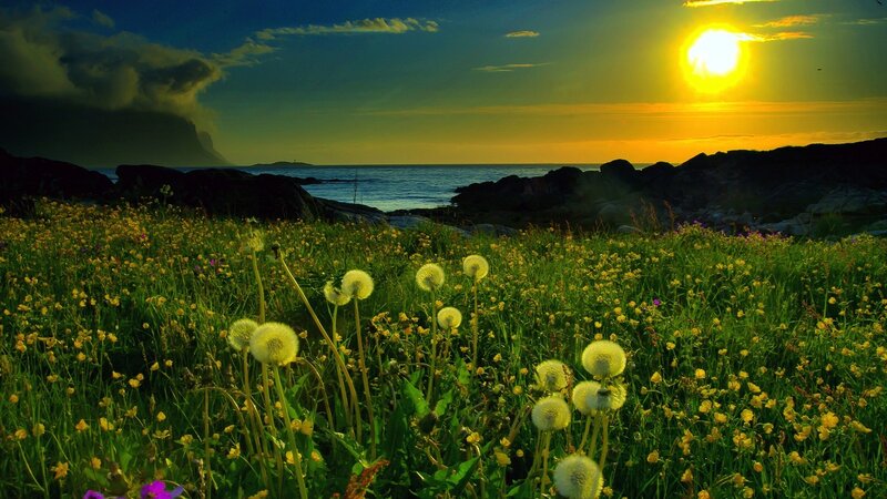 Dandelions on a Cliff