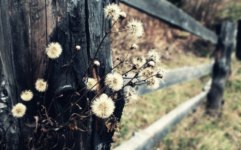 Dandelions on a wooden fence