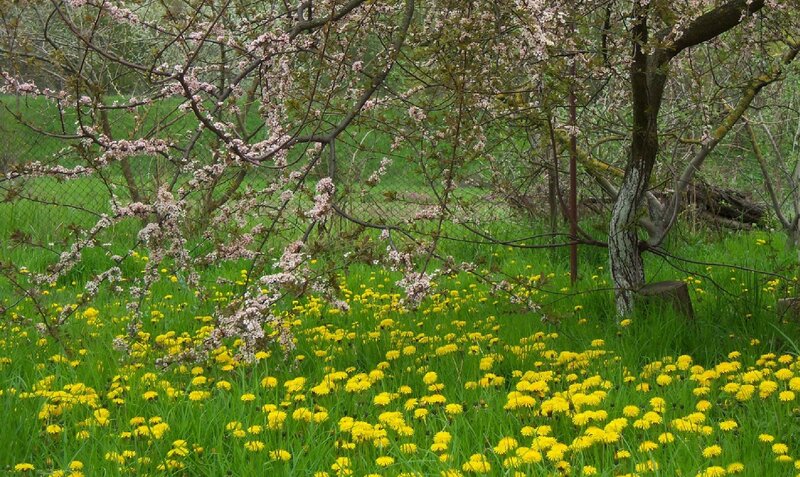 Dandelions under Blossoming Tree