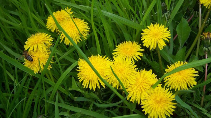 Dandelions with Bee
