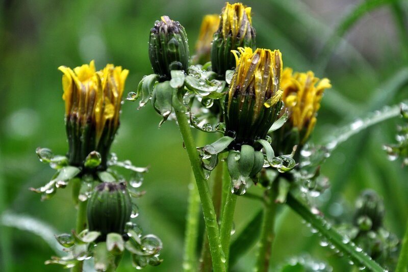 Dandelions with raindrops
