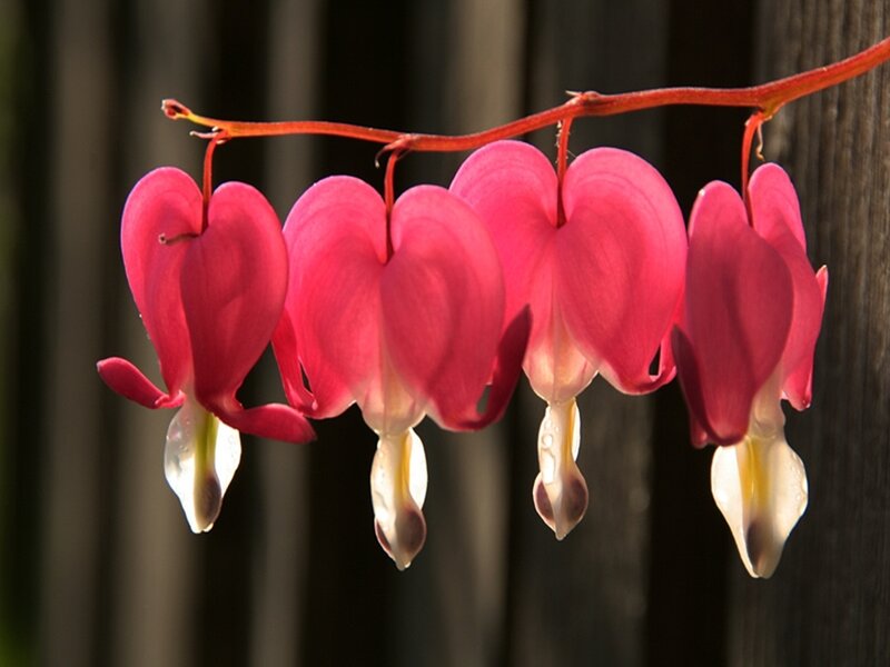 dangling pink flowers