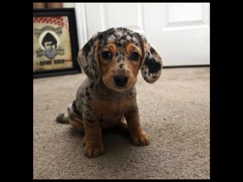 Dapple Dachshund Puppy — Brown, Calm