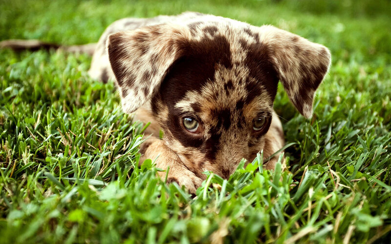 Dapple Dachshund Puppy — Green, Calm