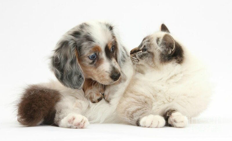 Dapple Dachshund Puppy — White