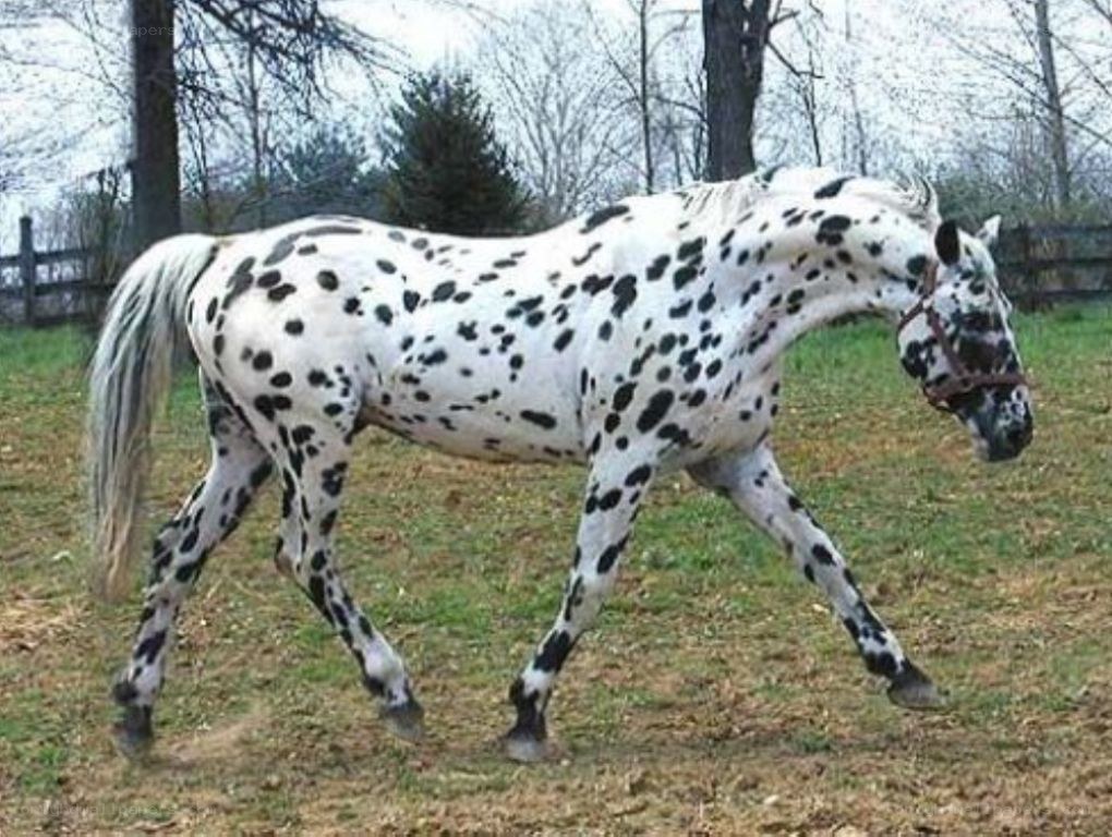 dapple gray horse in pasture