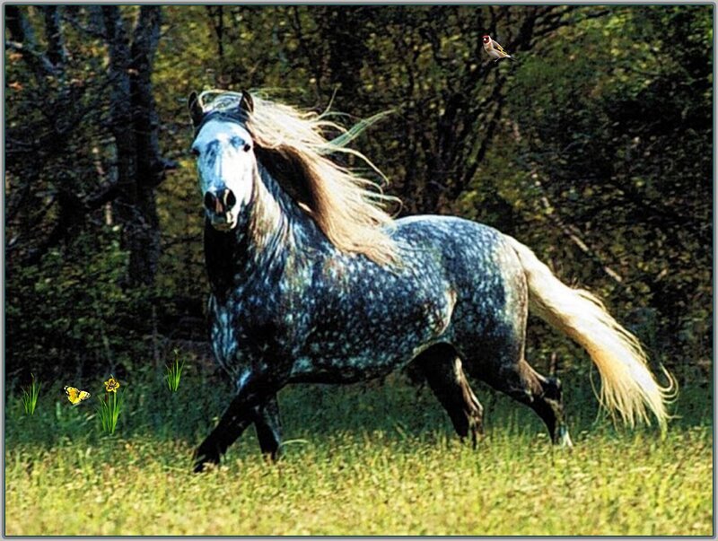 Dapple-gray Horse Running