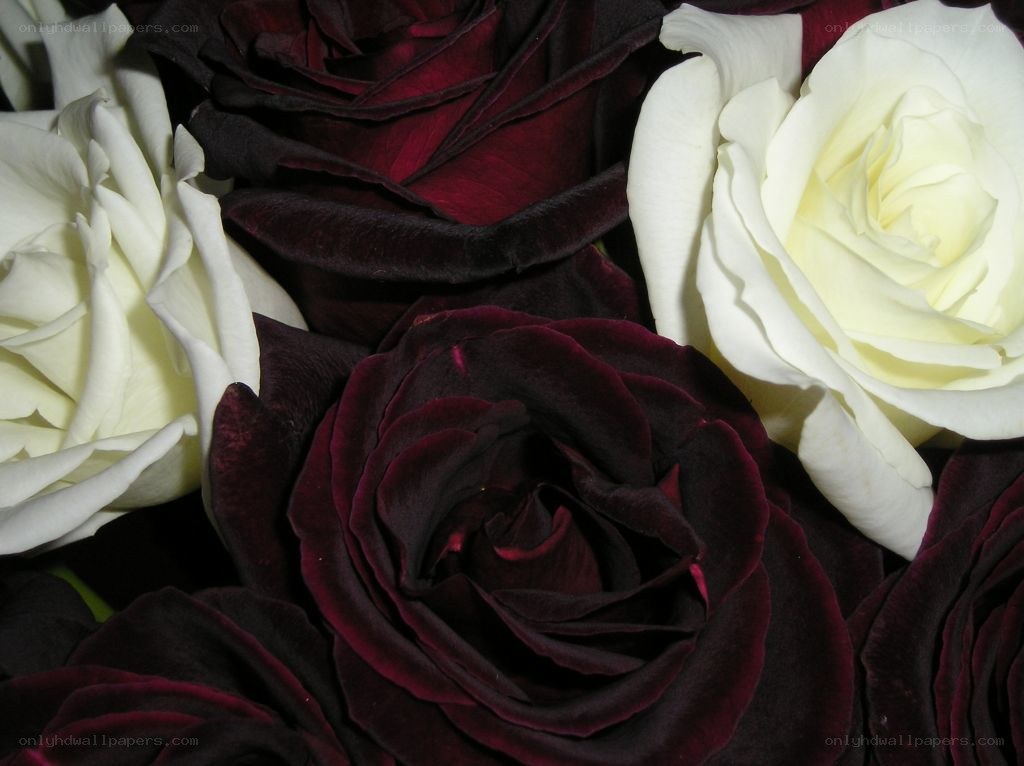 dark and white roses