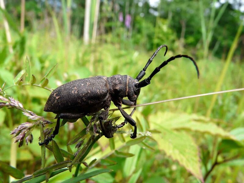 dark beetle on a plant