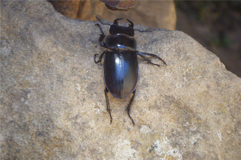 dark beetle on a rock