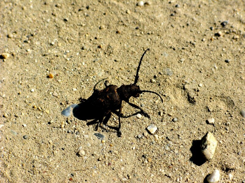 Dark Beetle on Gravel
