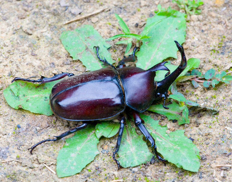 dark beetle on green leaves