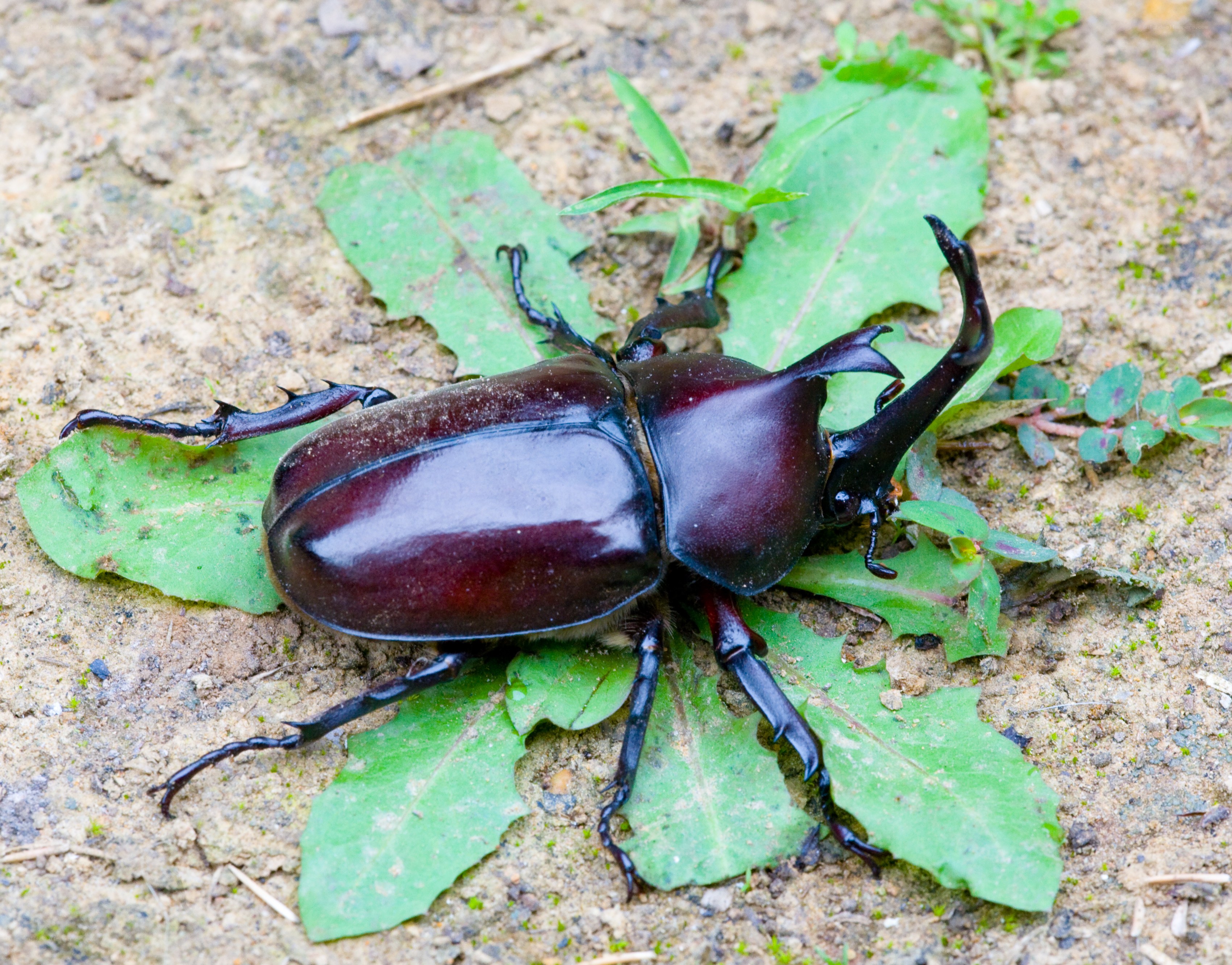 dark beetle on green leaves