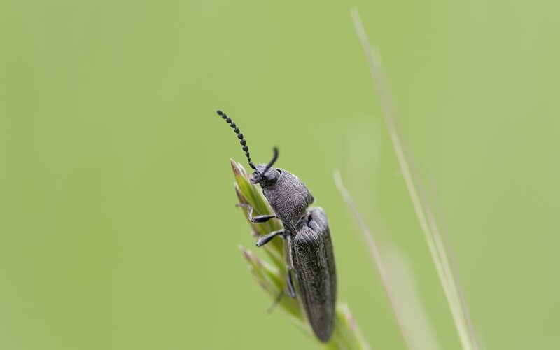dark beetle on green plant