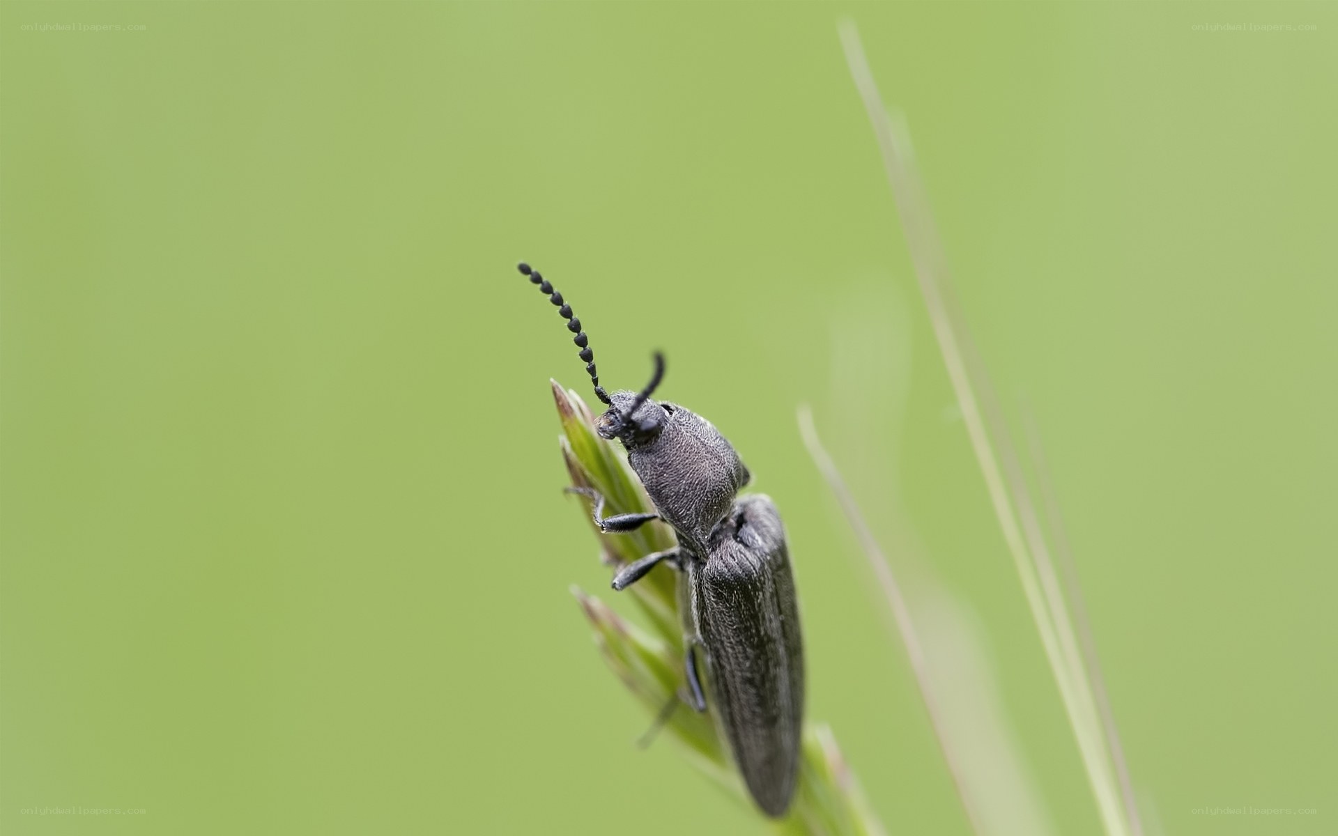 dark beetle on green plant