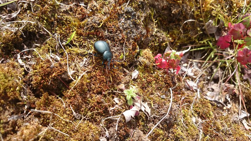 Dark Beetle on Moss — Green