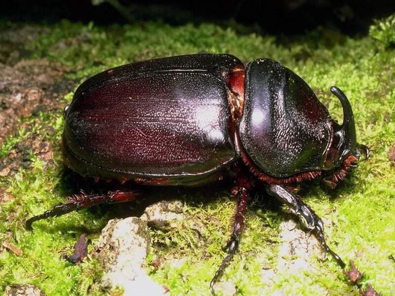 dark beetle on moss
