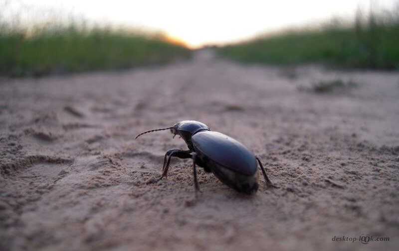 Dark Beetle on Sand