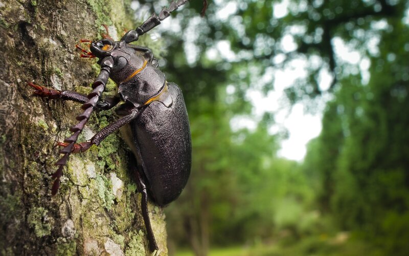Dark Beetle on Tree — Black, Natural, Afternoon