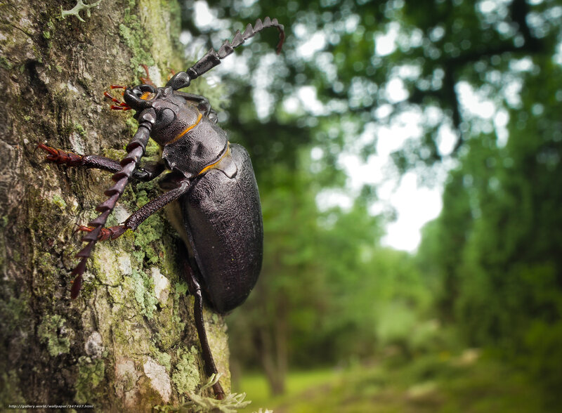 Dark Beetle on Tree — Black