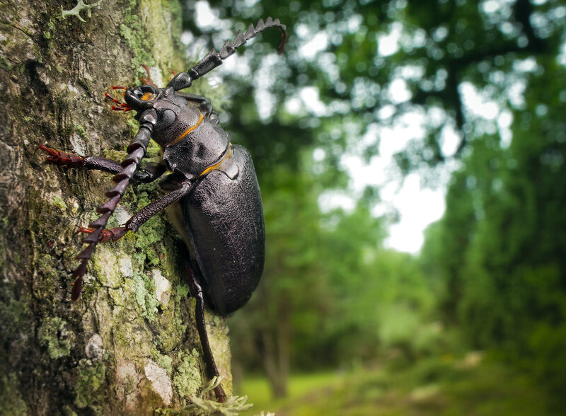 Dark Beetle on Tree