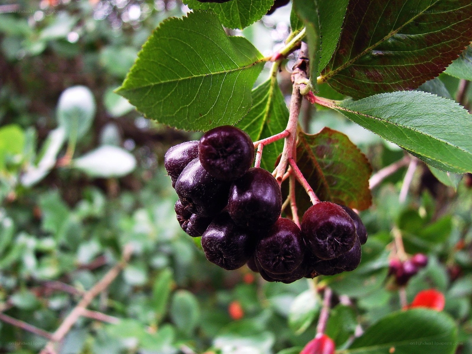 dark berries on a branch