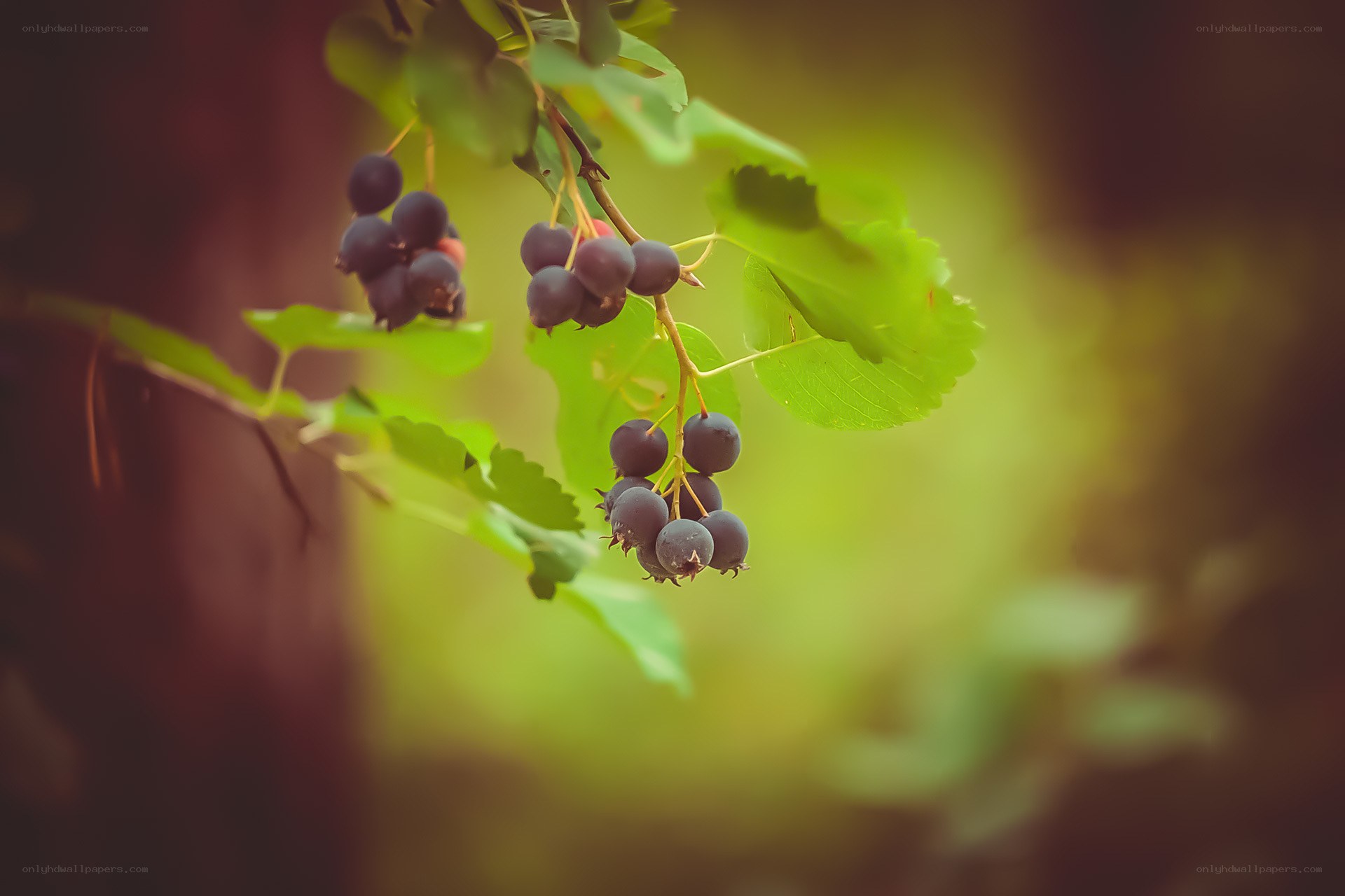 Dark berries on a green branch