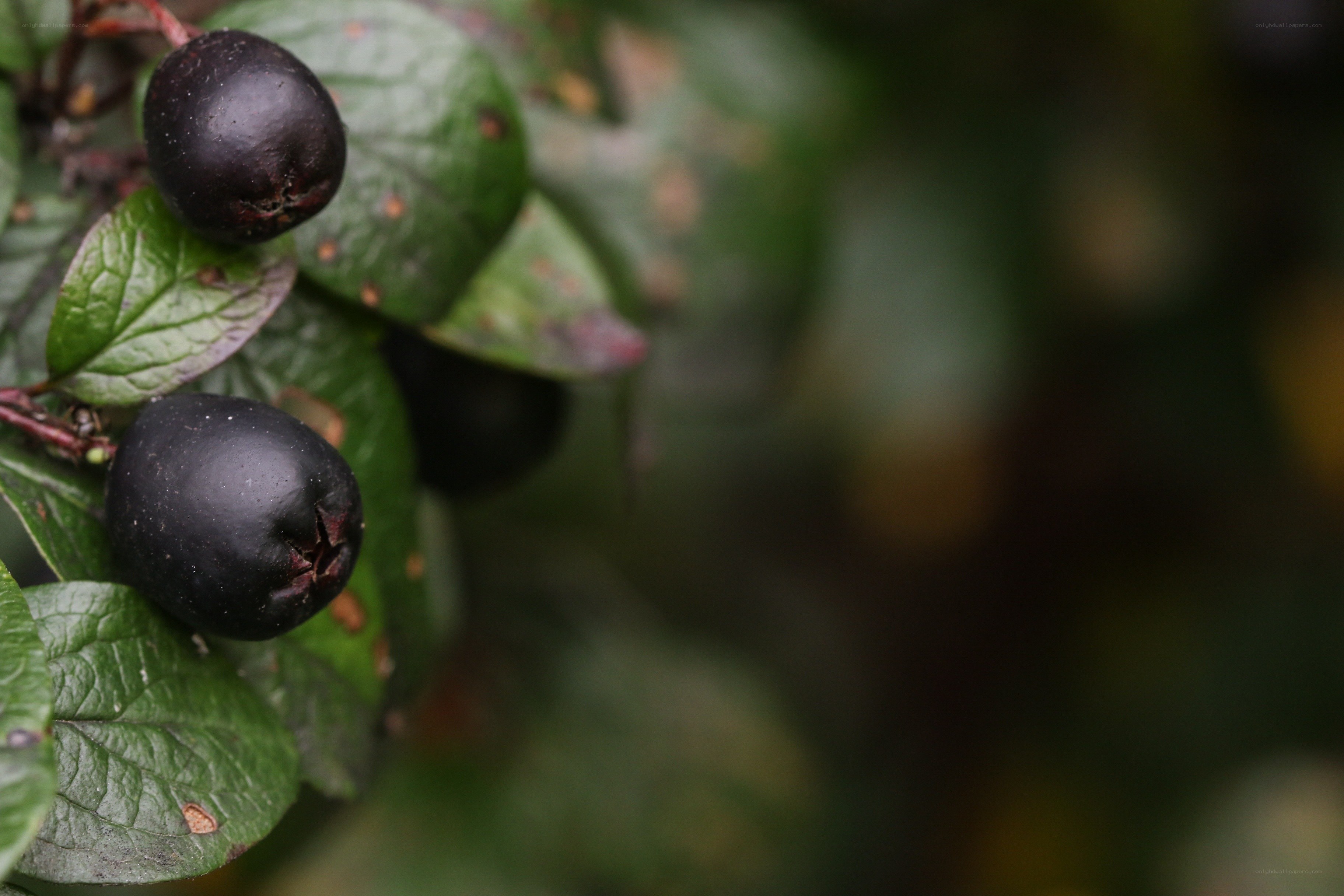 dark berries on a leafy branch